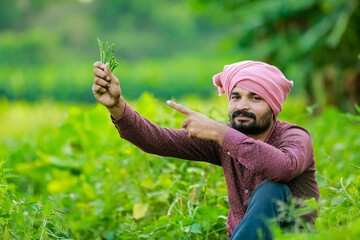 Indian Cwopea farming. farmer holding Cwopea in hands , happy farmer