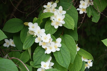 White flowers of mock orange in mid June