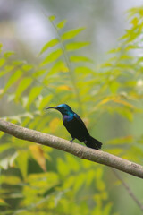 Purple Sunbird 