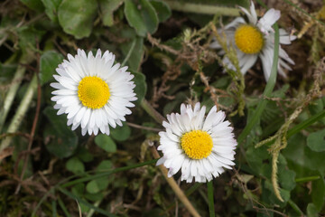 Two white flowers of daisies in a garden during spring - 625477711
