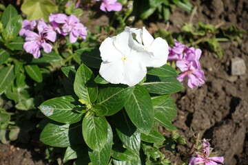 Fototapeta premium Two white flowers of Catharanthus roseus in September