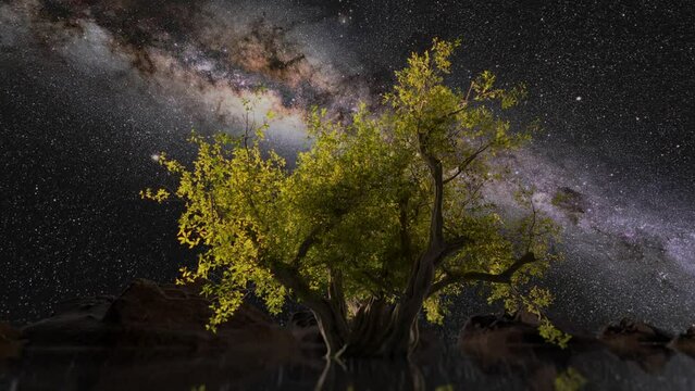 Tree reflecting in water timelapse at night. Milky way and stars in the sky.Symbol in mythology, the tree of life, tree of knowledge . Cinematic. Universe exploration, science and philosophy concept.