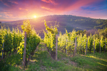 Naklejka premium Barrel Wineglasses Cheese And Bottle In Vineyard At Sunset . High quality photo