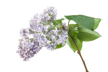 Lilac isolated on white