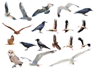 Various bird species isolated white background - Stork, Crow, Hawk, Seagull, owl, barn owl