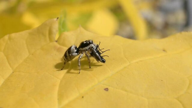 Zebra Spider (Salticus scenicus) eating a fly almost as large as itself. June, Kent, UK. [Slow motion x5]