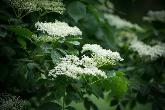 white flowers of black elderberry - Powered by Adobe