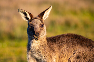 cute grey kangaroo feeding on the grass in look at me now headland near emerald beach, new south wales, australia