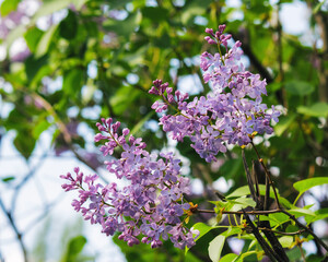 blooming shrub of lilac in the garden. nature background in spring