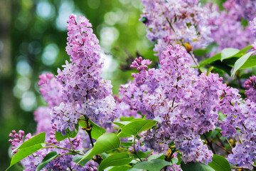 violet branch of lilac shrub in blossom. floral nature background