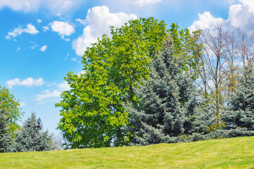 Fototapeta na wymiar trees on the grassy hill in park. sunny weather in spring