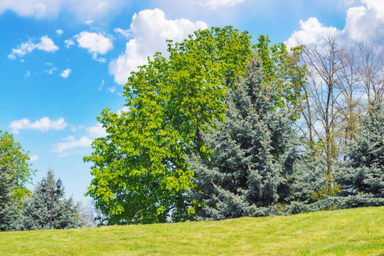 trees on the grassy hill in park. sunny weather in spring