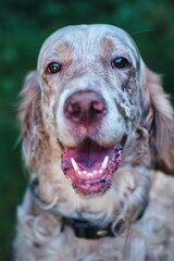 A English Setter try to smile with me