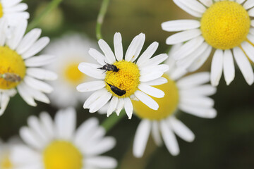 Fototapeta premium Beetles (Coleoptera) that feed on flowers and eat pollen.