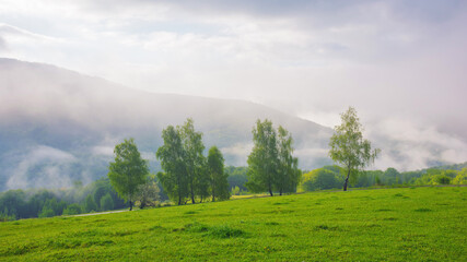 Fototapeta na wymiar carpathian countryside with forested hills. view in to the distant valley full of fog. cloudy morning in springtime
