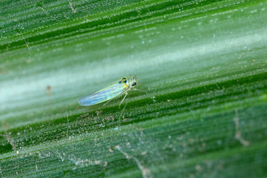 Maize leafhopper (Zyginidia scutellaris) pest of corn crop.