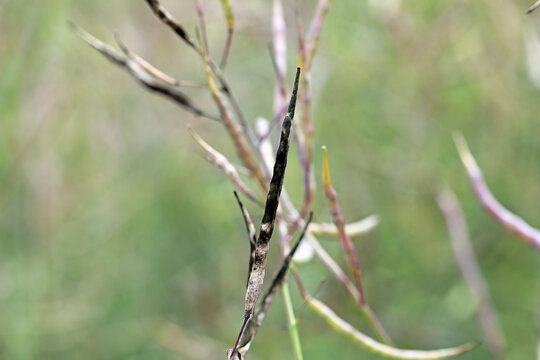 Dark leaf pod spot Alternaria brassicicola (and brassicae, alternata) on seedpods of winter rapeseed. Alternariosis.