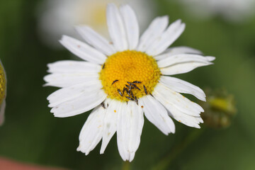 Fototapeta premium Thrips (Suocerathrips lingus), on ox-eye daisy flower (Leucanthemum vulgare). These are crop pests that cause extensive damage.