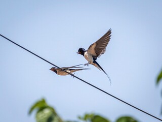Isolated image close up image of the barn swallow birds in action with the skies blue background