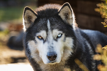 A beautiful dog, the muzzle of a Siberian Husky with multi-colored eyes close-up.