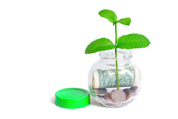Investment Blooms: Young Plant Grows from Money Jar