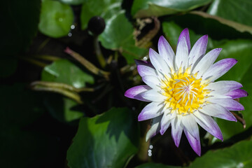White lotus flower with purple border on the background of green leaves.