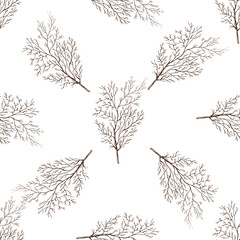 Hand-drawn vector seamless pattern of dill. Vintage doodle illustration. Sketch for cafe menus and labels. The engraved image.