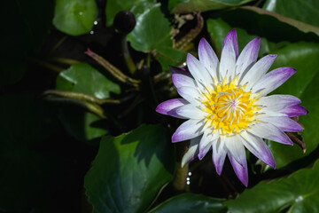 White lotus flower with purple border on the background of green leaves.