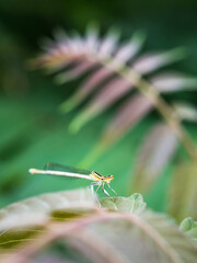orange coloured damselfly in its natural habitat