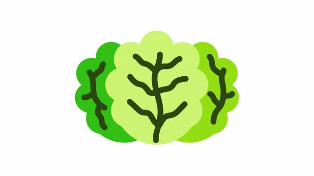 Lettuce, Vegetables animated icon on transparent background.
