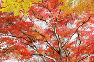 鮮やかに色づいたカエデとイチョウ
