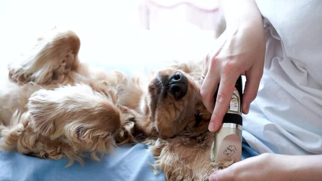 Dog grooming session at home. Woman grooming impatient english cocker spaniel ears. High quality 4k footage