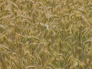 field of wheat