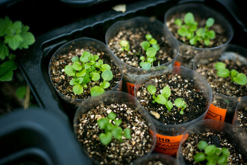 A lot of  plants seedlings in containers on the windowsill. Garden on the windowsill