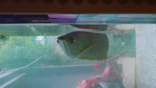 Asian red silver arowana fish swimming in the aquarium tank. Close up.