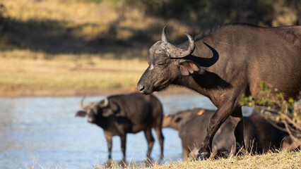 Cape buffaloes at the waterhole early morning