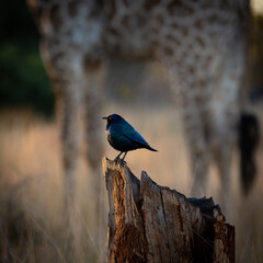 a Burchell's starling with a giraffe in the background