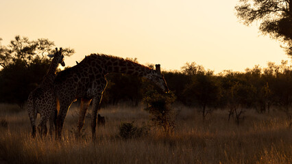 Giraffes early morning in Kruger