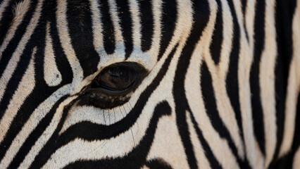 a zebras eye close up