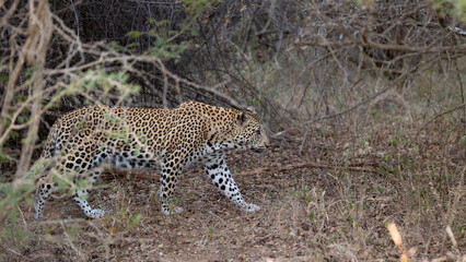 a leopard male on the move