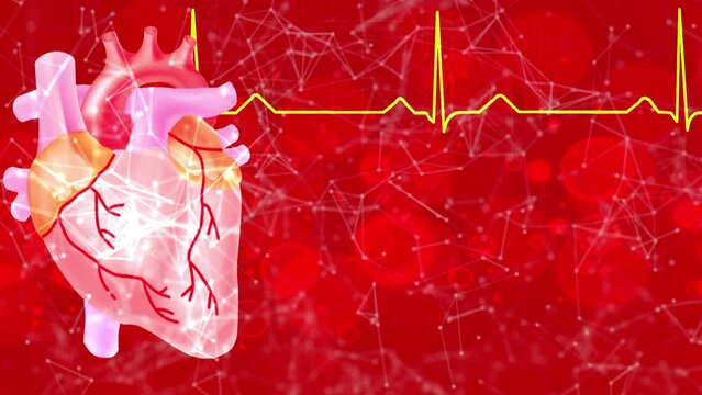 Cardiovascular muscle - Heart - Veins and arteries