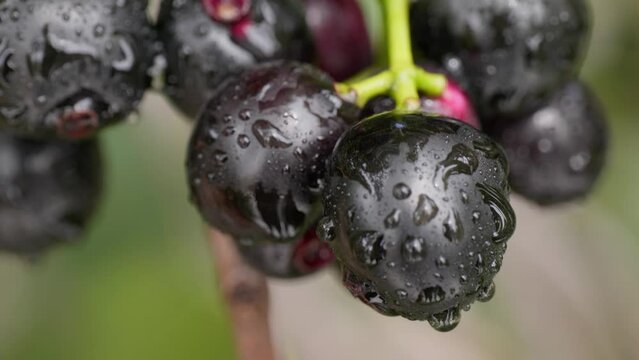 java plum cluster with  rain water drops close up shot 4k 25p