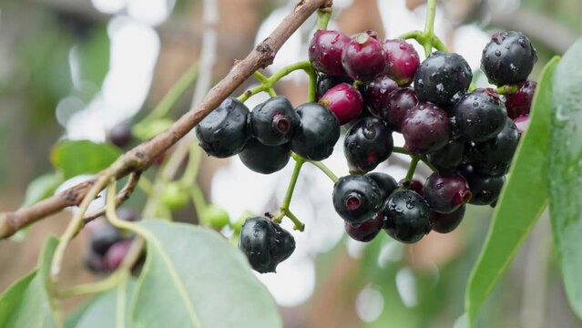 java plum cluster with  rain water drops  4k 25p