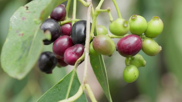 ripe and unripe  java plum cluster branch swaying close up shot 4k 25p