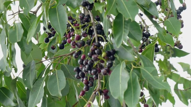 a cluster of java plum fruits and leaves in the tree swaying  daytime 4k 25p