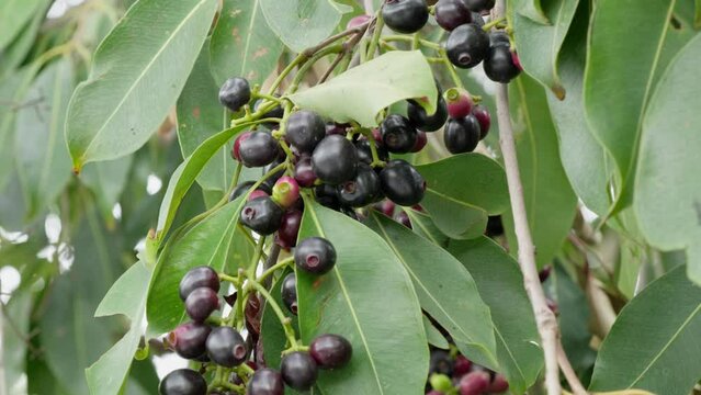 a cluster of java plum fruits and leaves in the tree swaying  daytime 4k 25p