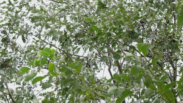 java plum tree branches with fruits and leaves swaying daytime 4k 25p