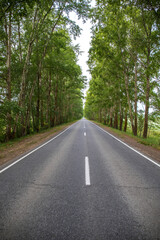 Empty straight asphalt road through a birch thicket