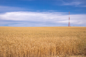 endless wheat field against the blue sky