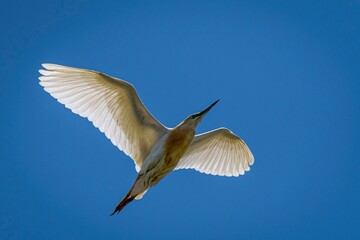 Obraz premium Isolated close up portrait of a single mature great egret bird flying in the wild- Armenia